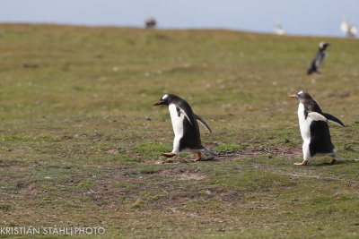 Gentoo Penguin Pygoscelis papuaCarcass Island 14120335JPG.jpg