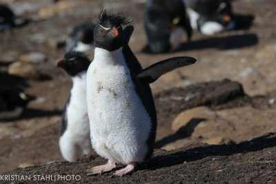 Rockhopper Penguin Eudyptes chrysocome Saunders Island 141203.198.jpg