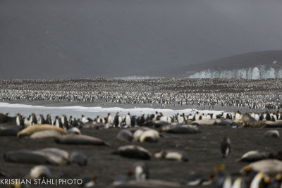 King Penguin Aptenodytes patagonicus St Andrews Bay 141209 4.jpg