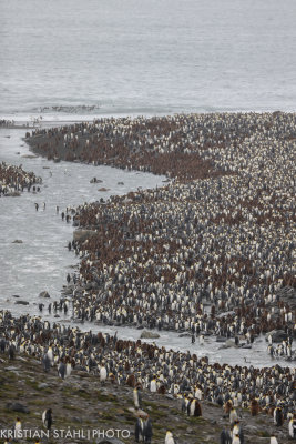 King Penguin Aptenodytes patagonicus St Andrews Bay 141209 6.jpg