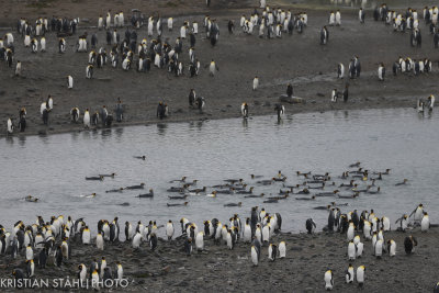 King Penguin Aptenodytes patagonicus St Andrews Bay 141209 10.jpg