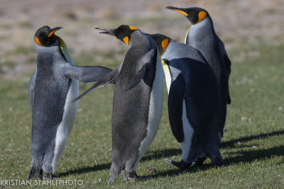 King Penguin Aptenodytes patagonicus Saunders Island 141203225-6.jpg