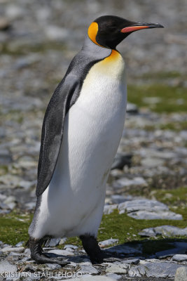 King Penguin Aptenodytes patagonicus Right Whale Bay South Georgia 141207 98.jpg