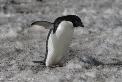 Adlie Penguin pygoscelis adeliae Brown Bluff Antarctic peninsula 141214 43.jpg
