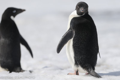 Adlie Penguin pygoscelis adeliae Brown Bluff Antarctic peninsula 141214 57-4.jpg