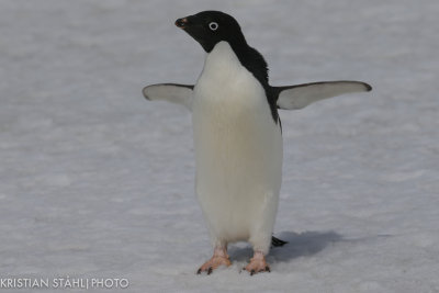 Adlie Penguin pygoscelis adeliae Brown Bluff Antarctic peninsula 141214 83.jpg