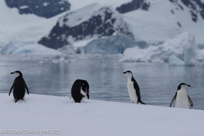 Chinstrap Penguin Pygoscelis antarctica Charlotte Bay off Portal point141215 88-5.jpg