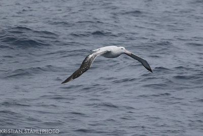 Wandering Albatross Diomedea e. Exulans .Drake Passage 141218 6-6.jpg