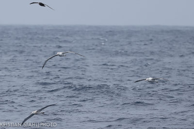 Wandering Albatross Diomedea e. Exulans and Southern Giant Petrel Macronectes giganteus Drake Passage 141218 45.jpg