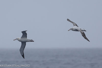 Wandering Albatross Diomedea e. Exulans Drake Passage 141218 67.jpg