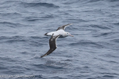 Wandering Albatross Diomedea e. Exulans Drake passage141218 111-4.jpg