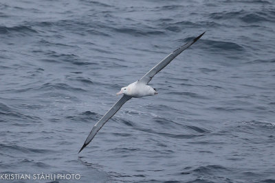 Wandering Albatross Diomedea e. Exulans Drake passage141218 111-6-2.jpg