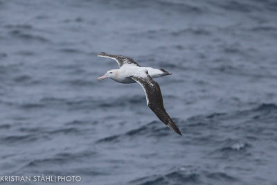 Wandering Albatross Diomedea e. Exulans Drake passage141218 111-8.jpg