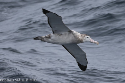Wandering Albatross Diomedea e. Exulans Drake passage141218 142-6.jpg