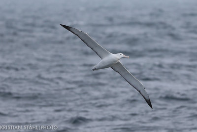 Southern Royal Albatross Diomedea e. epomopha ad Falkland Islands - South Georgia 14120428.2.jpg