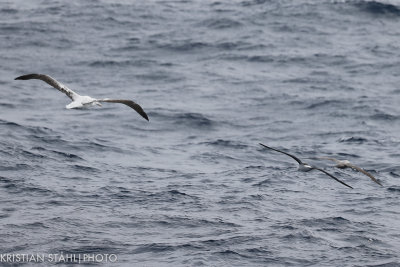 Southern Royal Albatross Diomedea e. epomopha Drake Passage 141217 51-8.jpg