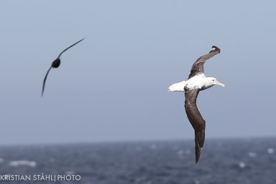 Northern Royal Albatross Diomedea  e. sanfordi imm Open sea Tierra del Fuego - Falkland Islands 14120215-3.jpg