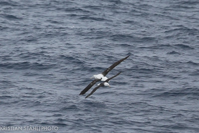 Royal Albatross Diomedea sp .Drake Passage 141218 19-8.jpg
