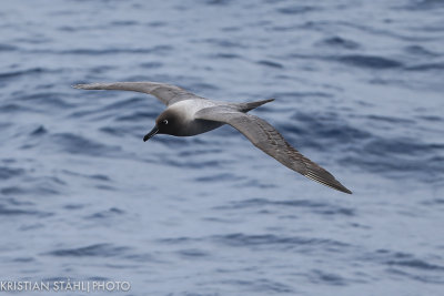 Light-mantled Sooty Albatross Phoebtria palpebrata Drake Passage 141217 60.jpg