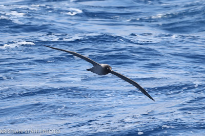 Light-mantled Sooty Albatross Phoebtria palpebrata Drake Passage 141217 83-3.jpg