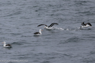 Black-browed Albatross Thalassarche m. melanophrys outside Falkland Islands 1412032.jpg