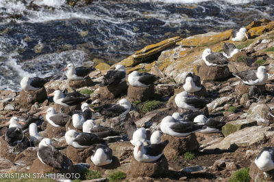 Black-browed Albatross Thalassarche m. Melanophrys Saunders Island 141203.152.jpg