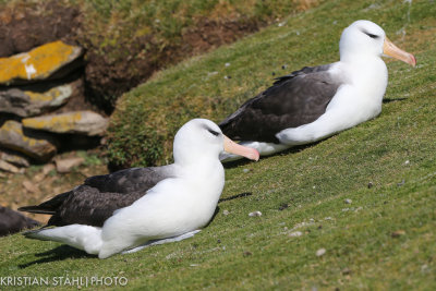 Black-browed Albatross Thalassarche m. Melanophrys Saunders Island 141203.156.jpg