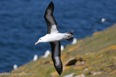 Black-browed Albatross Thalassarche m. Melanophrys Saunders Island 141203.195-2.jpg