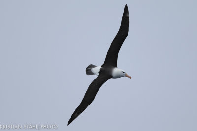 Black-browed Albatross Thalassarche m. Melanophrys Drake Passage 141217 7-6.jpg