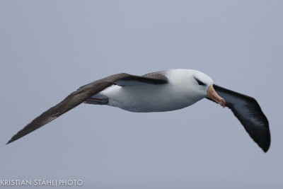 Black-browed Albatross Thalassarche m. Melanophrys Drake Passage 141217 45-2.jpg