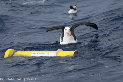 Black-browed Albatross Thalassarche m. Melanophrys Drake Passage 141217 59.jpg
