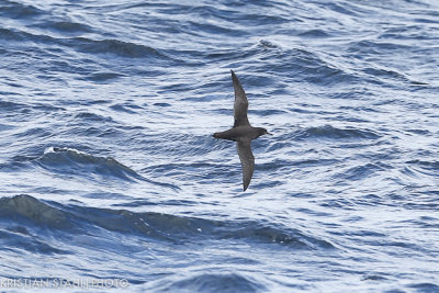 Sooty Shearwater Puffinus griseus Falkland Islands - South Georgia 14120422.jpg