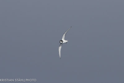 Blue Petrel Halobaena caerulea Drake Passage 141217 63.jpg