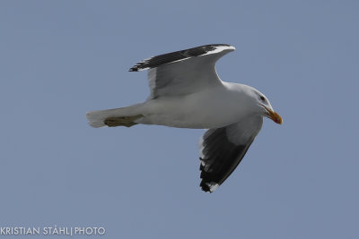 Kelp Gull larus dominicanus ad Brown Bluff Antarctic peninsula 141214 49.jpg