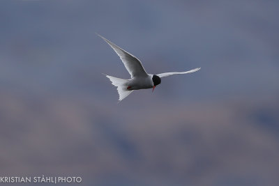 Antarctic Tern Sterna vittata Grytviken 141208 22-2.jpg