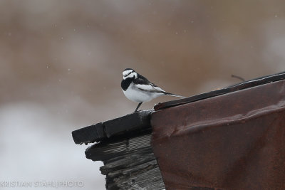 Black-backed wagtail Motacilla alba lugens Bukhta Russkaya Kamchatka 20160601.jpg