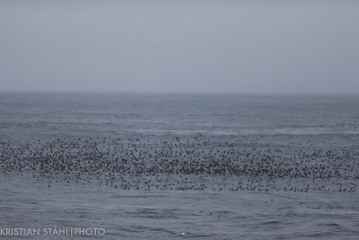 Crested- and Whiskered Auklet off Yankicha  Kuril Islands. 20160604-2.jpg