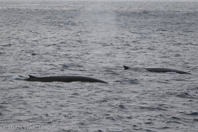 Fin Whale Balaenoptera physalus Open Sea Kamchatka-Commander Islands 20160528.1.jpg