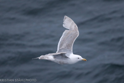 Glaucus-winged Gull Larus glaucescens second summer Open sea approaching Bering Island 20160529.jpg