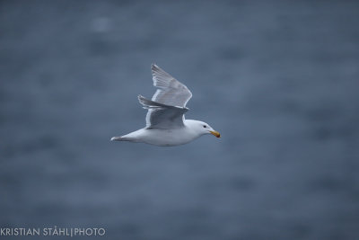 Glaucus-winged Gull Larus glaucescens third summer Open sea approaching Bering Island 20160529.jpg