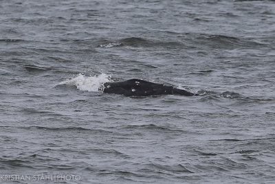 Gray Whale Eschrichtius robustus        Nikolskoye Bering Island 20160529.jpg