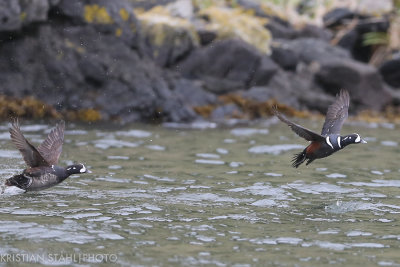Harlequin Duck Histrionicus histrionicus Yankicha  Kuril Islands. 20160604-2.jpg