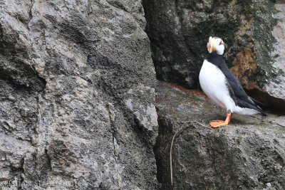 Horned Puffin Fratercula corniculata MednyCommander Islands 20160530.1-2.jpg