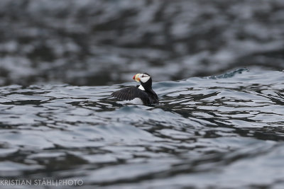 Horned Puffin Fratercula corniculata MednyCommander Islands 20160530.1.jpg