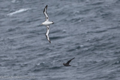 Laysan Albatross Phoebastria immutabilis Atlasova - Onekotan Kuril Islands 20160602.1.jpg