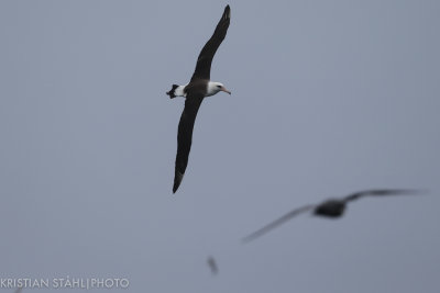 Laysan Albatross Phoebastria Immutabilis Onekotan-Simuchir Kuril Islands 20160603-2.2.jpg