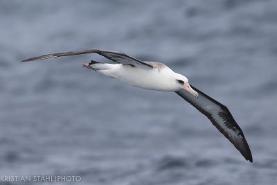Laysan Albatross Phoebastria Immutabilis Onekotan-Simuchir Kuril Islands 20160603-2.3.jpg