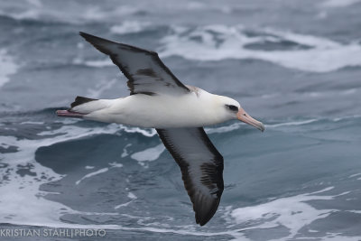 Laysan Albatross Phoebastria Immutabilis Onekotan-Simuchir Kuril Islands 20160603-2.4.jpg