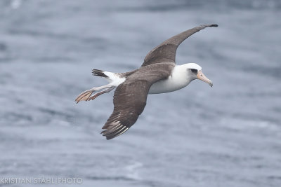 Laysan Albatross Phoebastria immutabilis Onekotan-Simuchir Kuril Islands 20160603-3-2.jpg