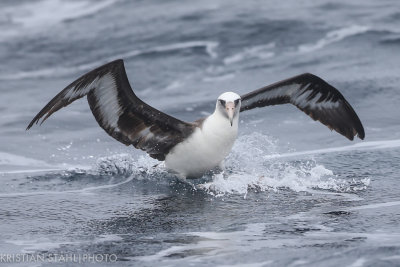 Laysan Albatross Phoebastria immutabilis Onekotan-Simuchir Kuril Islands 20160603-3-3.jpg